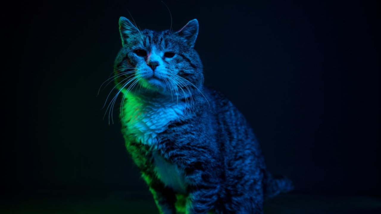 gato digital