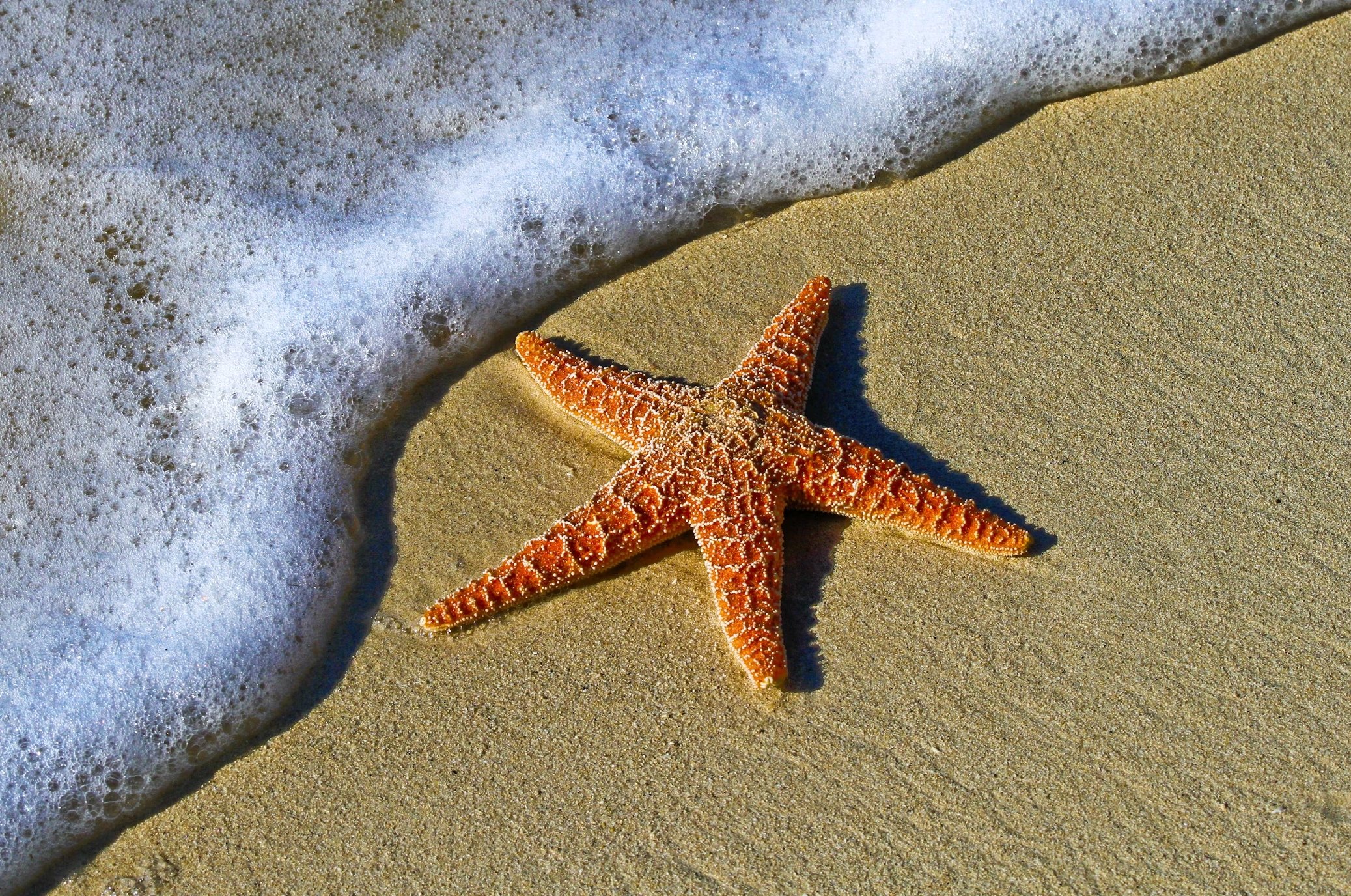 Estrela do mar ao pé de água do mar