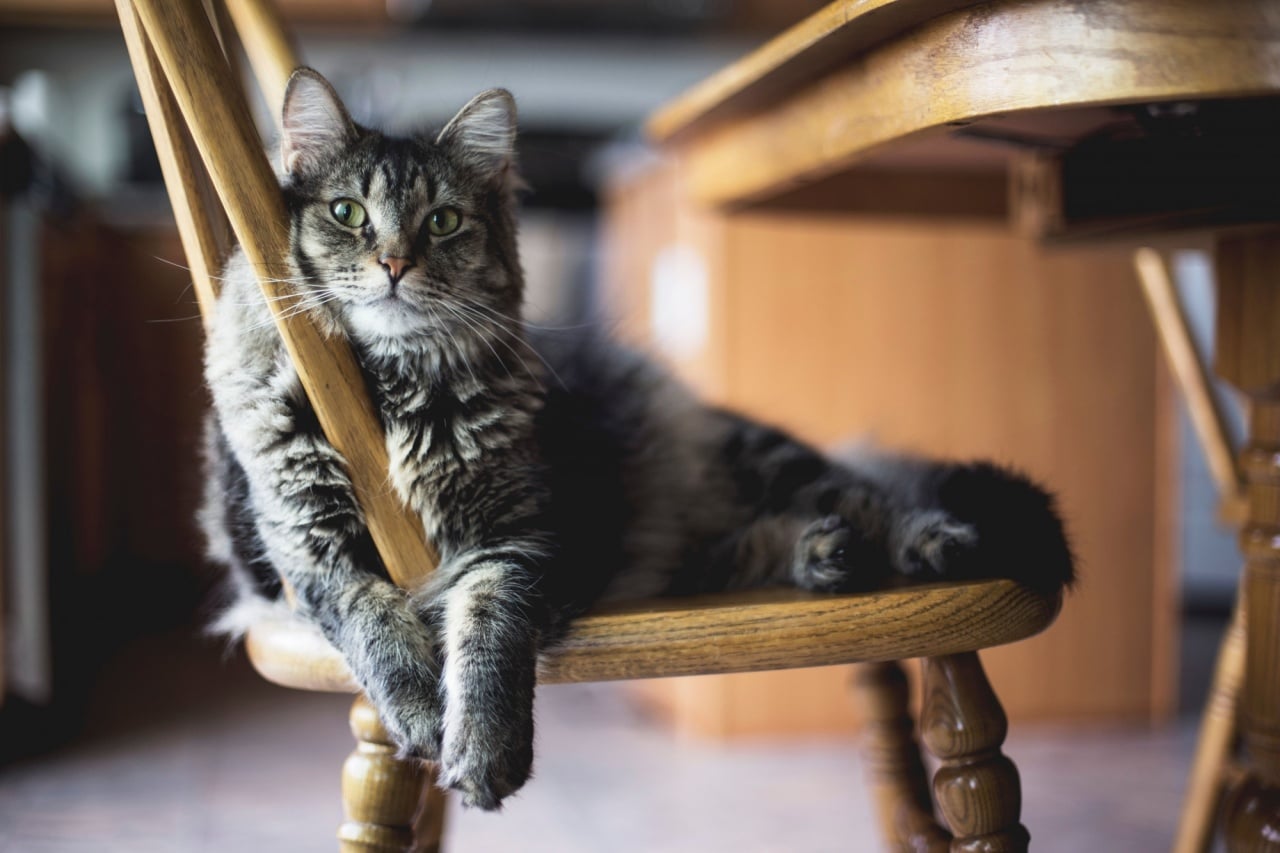 gato sentado numa cadeira