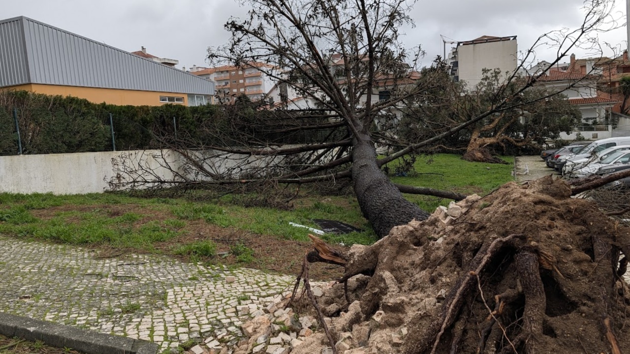 queda de árvore em leiria