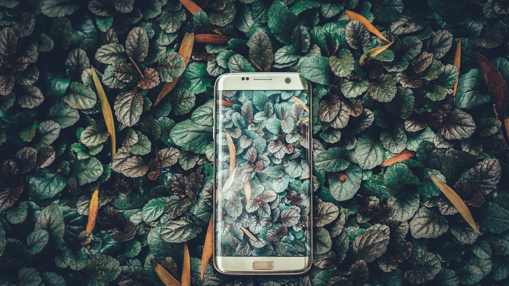Samsung smartphone sobre folhas