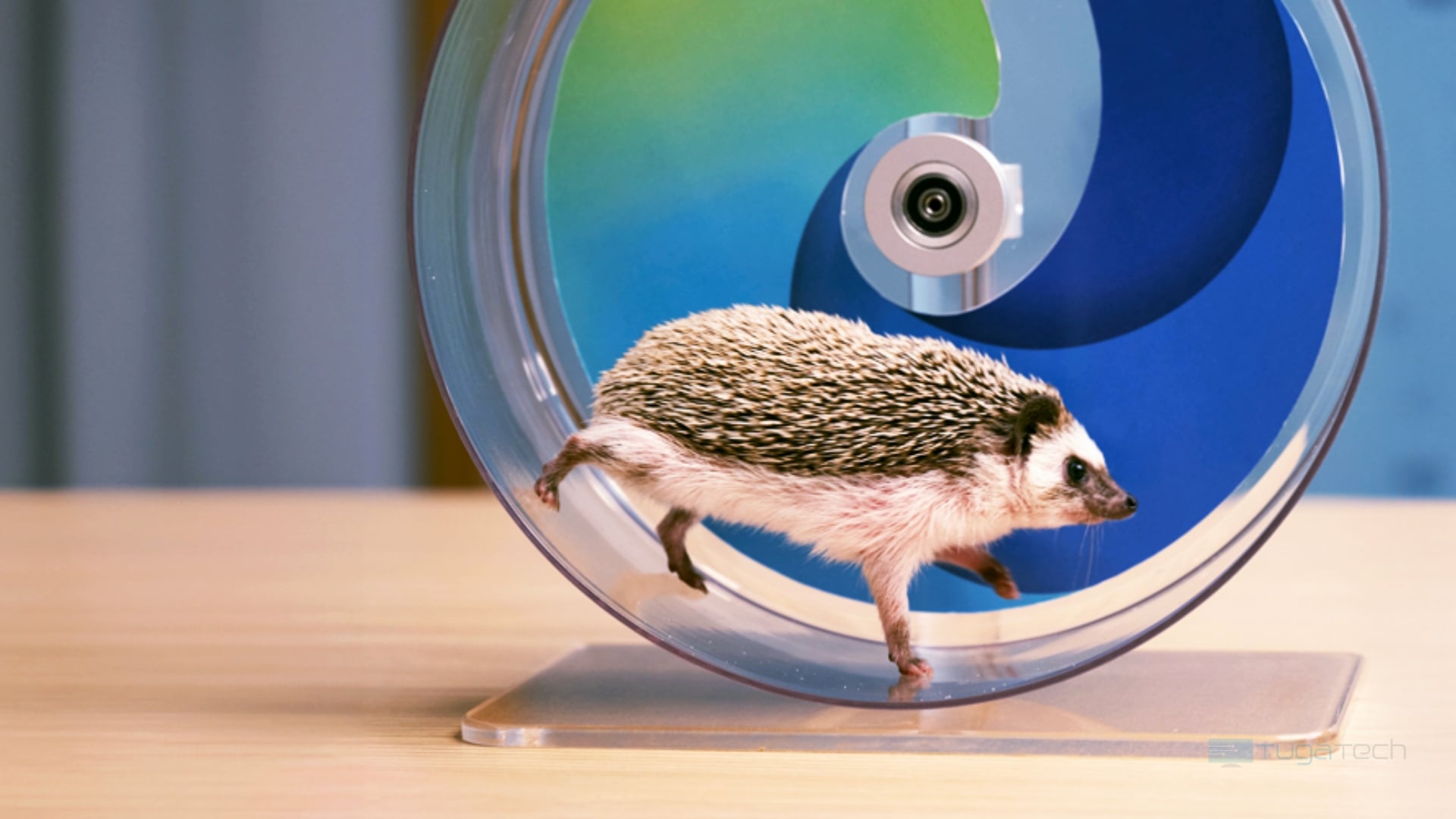 Edgehog