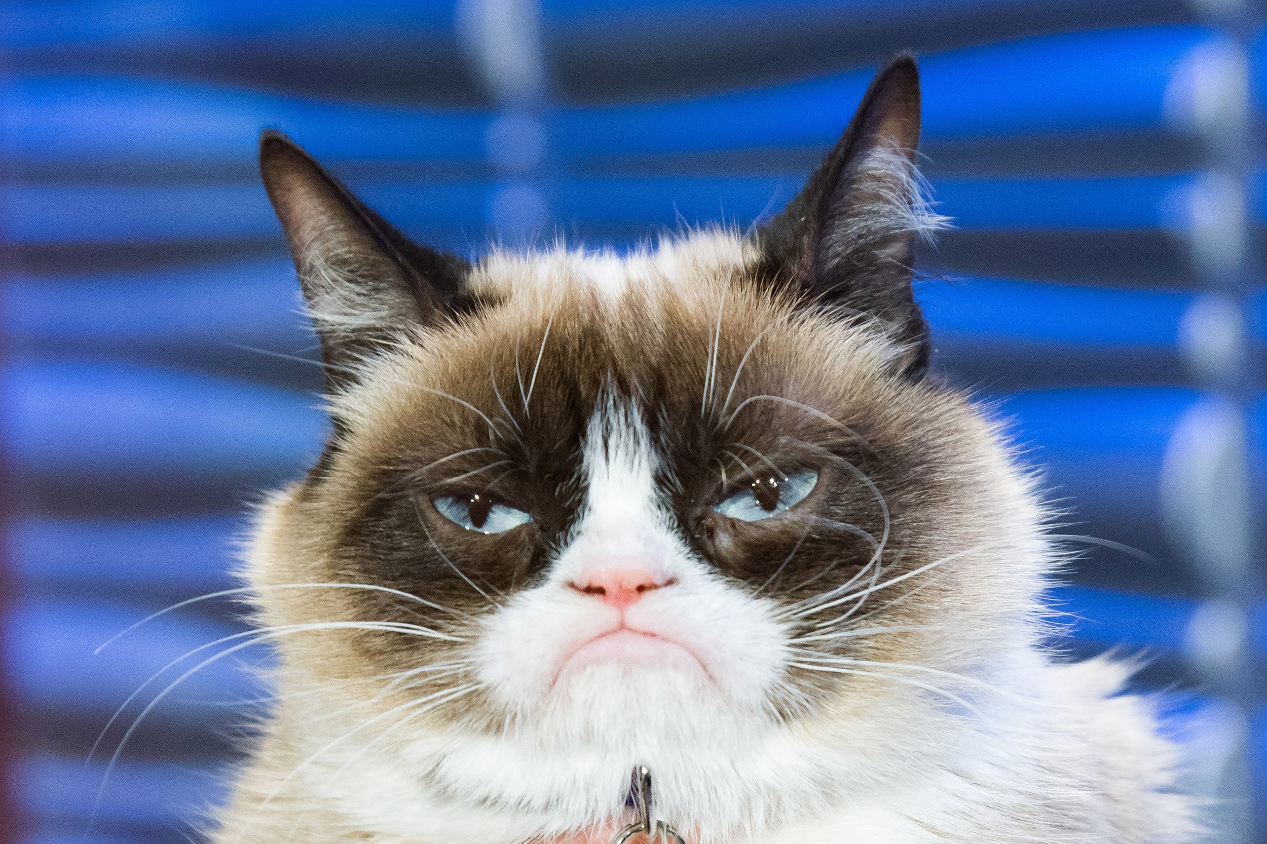 Grumpy Cat
