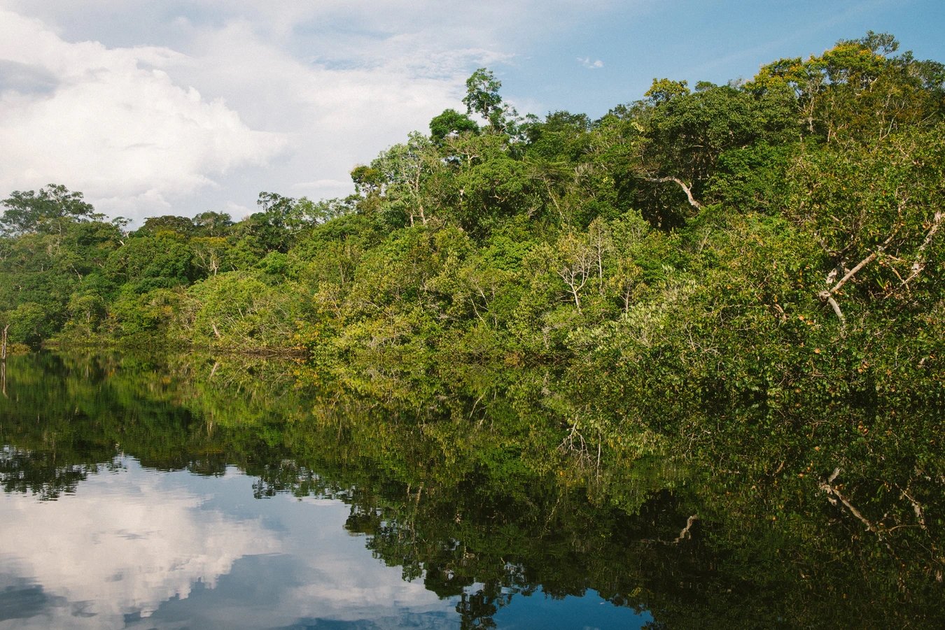 Floresta da amazónia